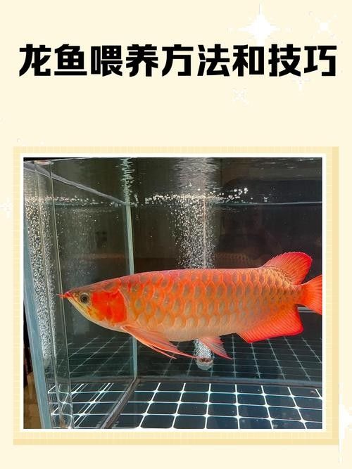 龍魚飼養知識大全圖解