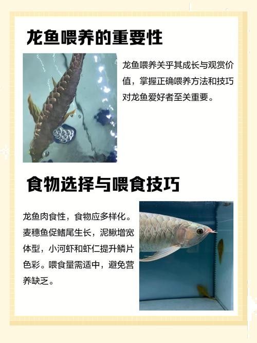 龍魚飼養知識大全圖解