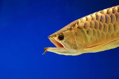 金龍魚(yú)跳缸有什么預(yù)兆：金龍魚(yú)跳缸是什么原因引起的