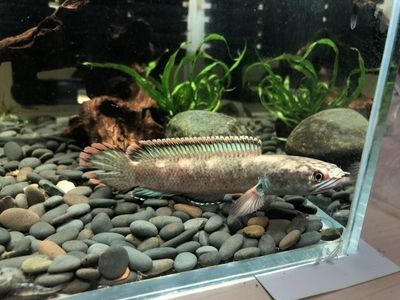 血斑一型雷龍魚是否可以混養，新手飼養者應該選擇適合自己的品種：血斑一型雷龍魚可以混養嗎