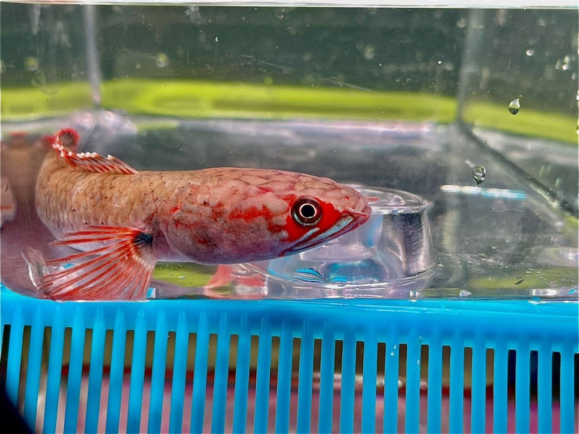 血斑一型雷龍魚是否可以混養，新手飼養者應該選擇適合自己的品種：血斑一型雷龍魚可以混養嗎