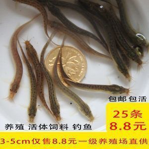 龍魚常見品種飼養與現狀研究方法是什么（龍魚常見品種及其飼養現狀介紹龍魚的飼養與現狀）