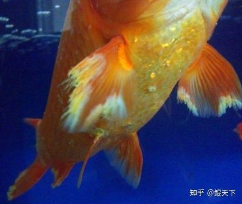 龍魚常見品種飼養(yǎng)與現(xiàn)狀研究方法是什么（龍魚常見品種及其飼養(yǎng)現(xiàn)狀介紹龍魚的飼養(yǎng)與現(xiàn)狀）