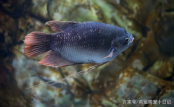 招財魚可以和龍魚混養(yǎng)嗎