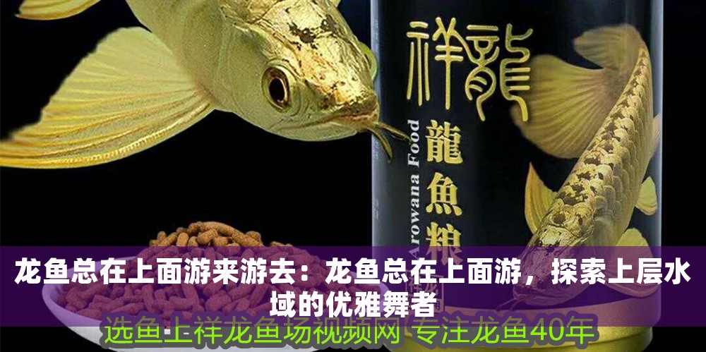 龍魚總在上面游來游去：龍魚總在上面游，探索上層水域的優雅舞者