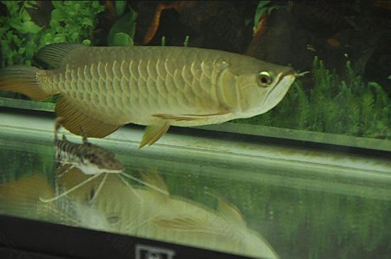 龍魚細(xì)菌炸鱗什么癥狀（龍魚細(xì)菌炸鱗什么癥狀龍魚細(xì)菌炸鱗什么癥狀） 龍魚細(xì)菌炸鱗什么癥狀（龍魚細(xì)菌炸鱗什么癥狀龍魚細(xì)菌炸鱗什么癥狀） 龍魚百科 第3張