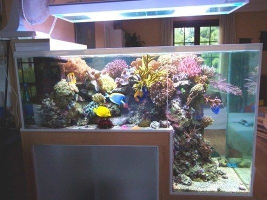 魚缸水發白是什么意思啊（如何預防魚缸水發白的危害有哪些）