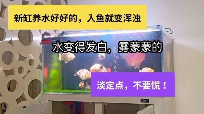 魚缸水發白是什么意思啊（如何預防魚缸水發白的危害有哪些）