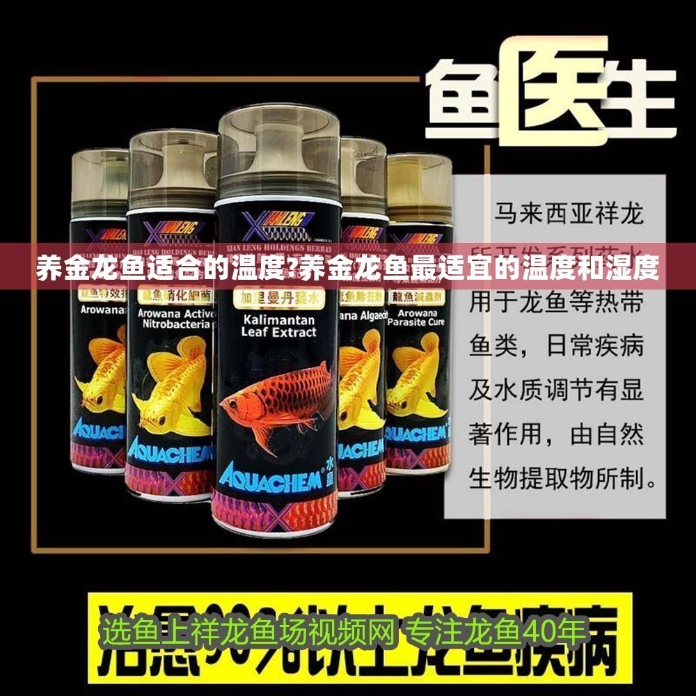 養金龍魚適合的溫度?養金龍魚最適宜的溫度和濕度