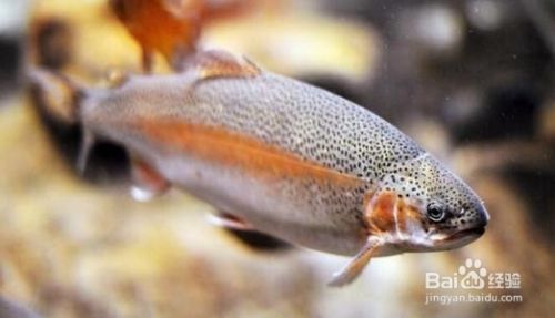 養金龍魚適合的溫度?養金龍魚最適宜的溫度和濕度