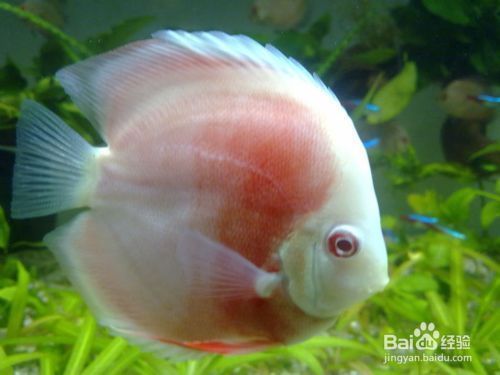 養金龍魚適合的溫度?養金龍魚最適宜的溫度和濕度
