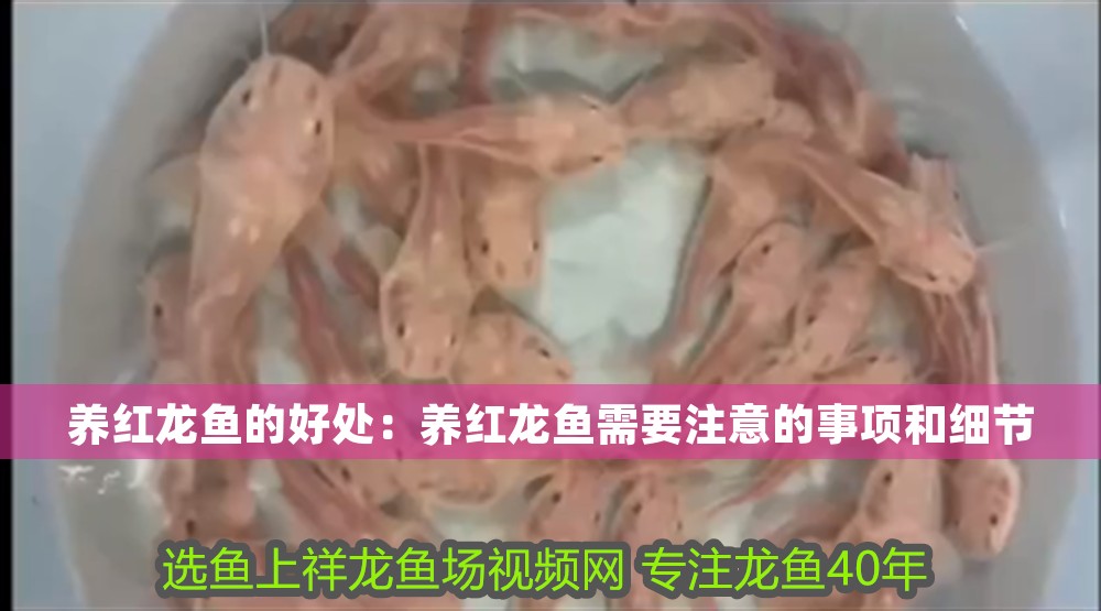 養(yǎng)紅龍魚的好處：養(yǎng)紅龍魚需要注意的事項和細節(jié)