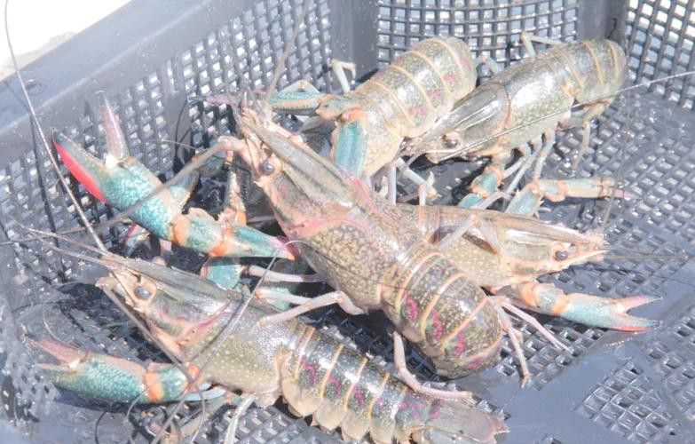 產地直供的小青龍有哪些優勢？ 產地直供的小青龍有哪些優勢？ 龍魚百科 第1張