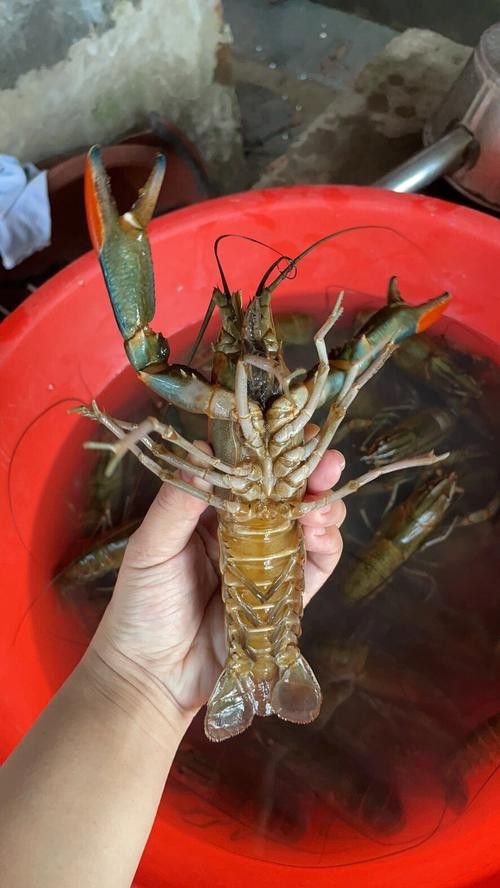 產地直供的小青龍有哪些優勢？ 產地直供的小青龍有哪些優勢？ 龍魚百科 第2張