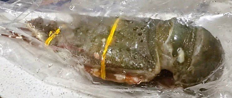 產地直供的小青龍有哪些優勢？ 產地直供的小青龍有哪些優勢？ 龍魚百科 第7張