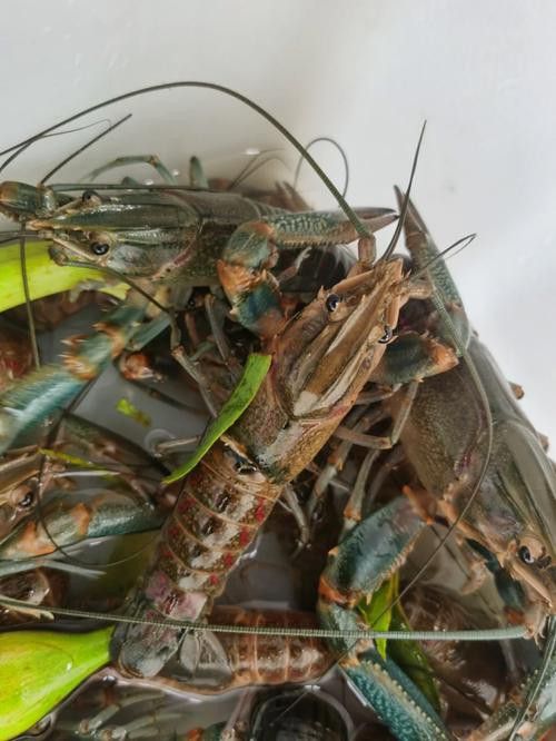產地直供的小青龍有哪些優勢？ 產地直供的小青龍有哪些優勢？ 龍魚百科 第3張