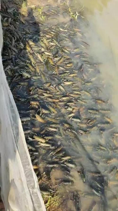 產地直供的小青龍有哪些優勢？ 產地直供的小青龍有哪些優勢？ 龍魚百科 第4張