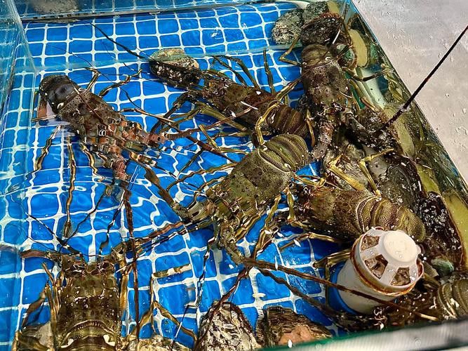 產地直供的小青龍有哪些優勢？ 產地直供的小青龍有哪些優勢？ 龍魚百科 第6張