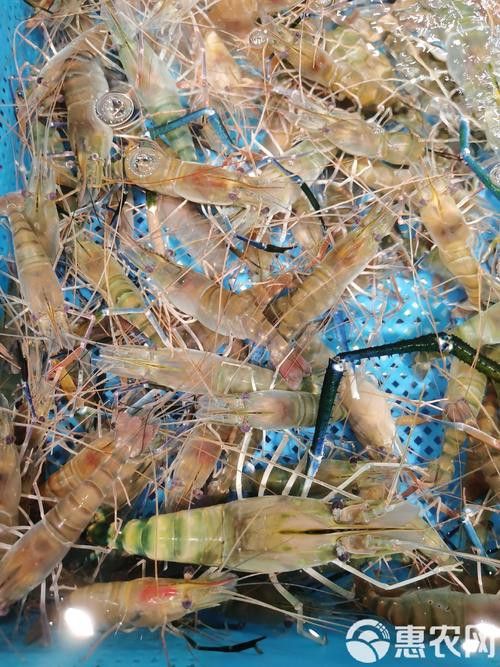 產地直供的小青龍有哪些優勢？ 產地直供的小青龍有哪些優勢？ 龍魚百科 第5張