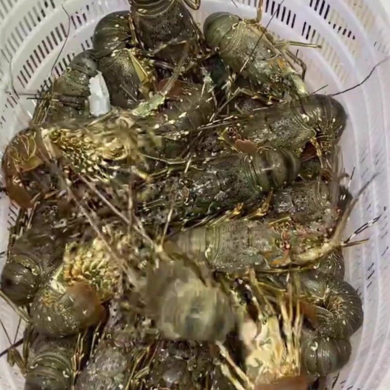產地直供的小青龍有哪些優勢？ 產地直供的小青龍有哪些優勢？ 龍魚百科 第11張