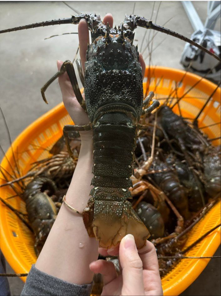 產地直供的小青龍有哪些優勢？ 產地直供的小青龍有哪些優勢？ 龍魚百科 第12張