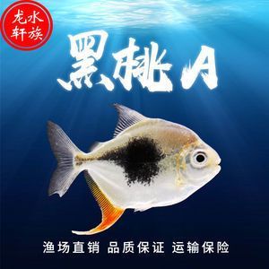 金龍魚壁畫魚頭朝門內還是外【金龍魚壁畫魚頭朝內的寓意】