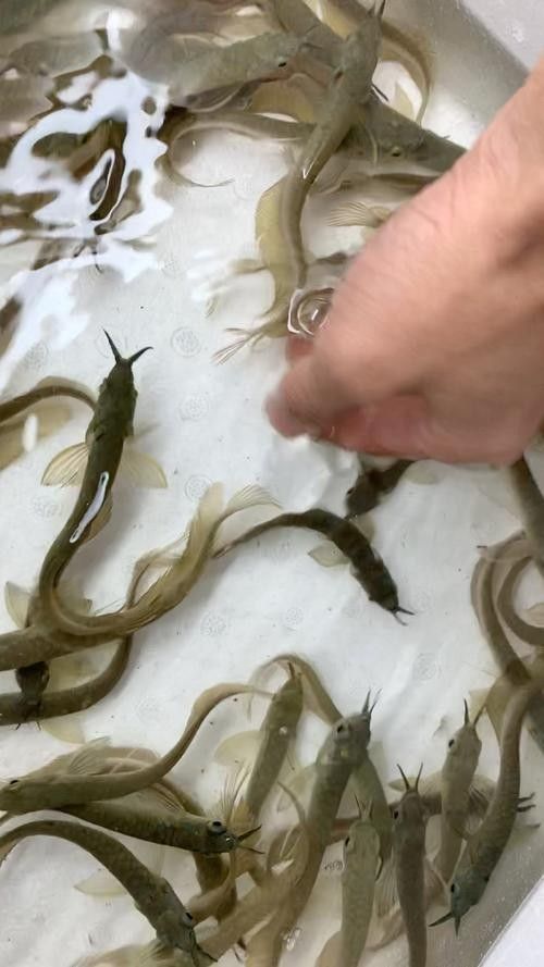 銀龍魚苗圖片大全高清圖