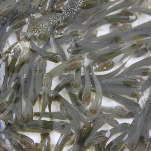 銀龍魚苗圖片大全高清圖