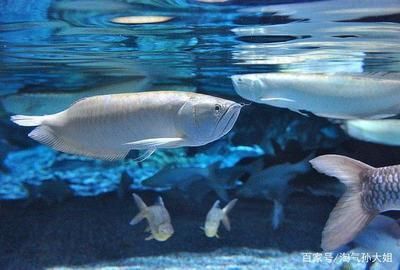 龍魚多少錢一條價格表：龍魚價格】觀賞魚價格】觀賞魚價格大全