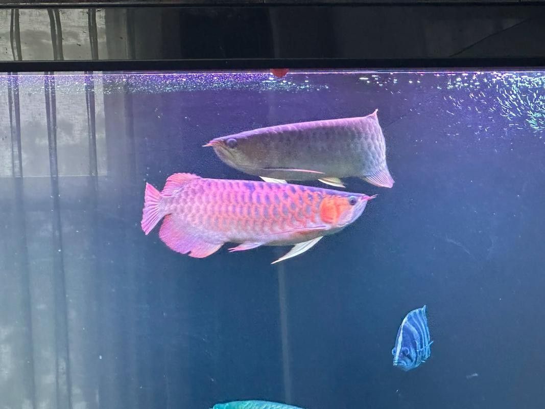 長沙龍魚水族店 長沙龍魚水族店 龍魚百科 第3張