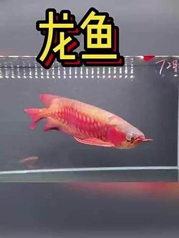 長沙龍魚水族店 長沙龍魚水族店 龍魚百科 第4張