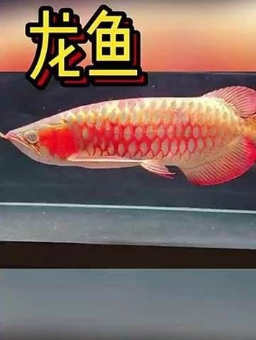 長沙龍魚水族店 長沙龍魚水族店 龍魚百科 第5張