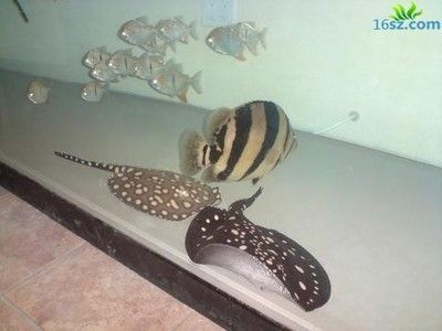 龍魚眼睛渾濁怎么辦：龍魚眼睛渾濁怎么辦龍魚眼睛渾濁的處理方法是什么 龍魚眼睛渾濁怎么辦：龍魚眼睛渾濁怎么辦龍魚眼睛渾濁的處理方法是什么 龍魚百科 第2張