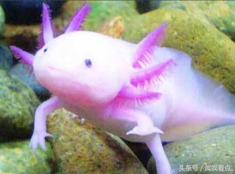 最大的六角龍魚有多大（六角龍魚的大小因個體差異、生活環境和飼養條件等因素不同）