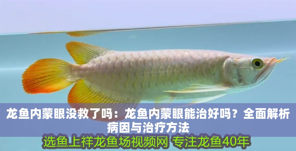 龍魚內蒙眼沒救了嗎：龍魚內蒙眼能治好嗎？全面解析病因與治療方法