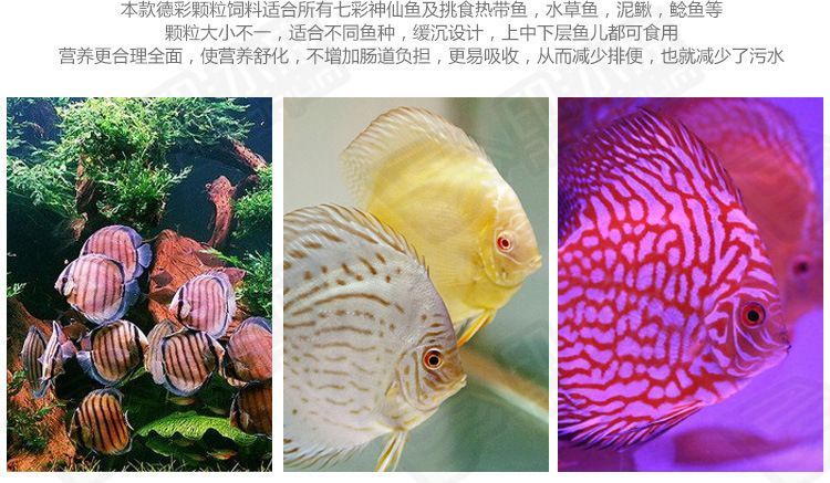 龍魚內蒙眼沒救了嗎：龍魚內蒙眼能治好嗎？全面解析病因與治療方法