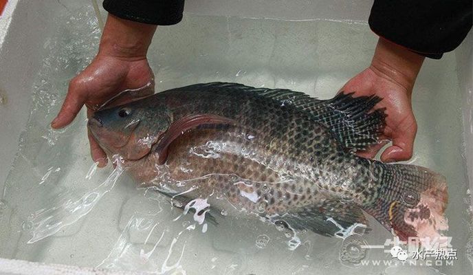 禁止進出口龍魚：禁止進出口龍魚的原因及其可能帶來的影響