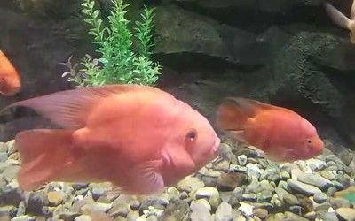 紅鸚鵡和金龍魚能混養(yǎng)嗎：紅鸚鵡和金龍魚能混養(yǎng)嗎紅鸚鵡和金龍魚能混養(yǎng)嗎 紅鸚鵡和金龍魚能混養(yǎng)嗎：紅鸚鵡和金龍魚能混養(yǎng)嗎紅鸚鵡和金龍魚能混養(yǎng)嗎 龍魚百科 第3張