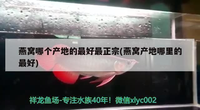 龍魚(yú)底色不干凈怎么處理，如何判斷龍魚(yú)營(yíng)養(yǎng)是否均衡 龍魚(yú)底色不干凈怎么處理，如何判斷龍魚(yú)營(yíng)養(yǎng)是否均衡 龍魚(yú)百科 第3張