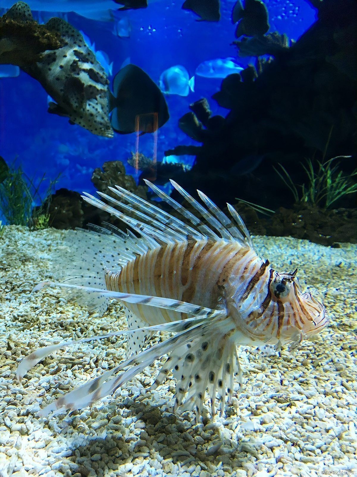 如何維持龍魚繁殖所需的水質？