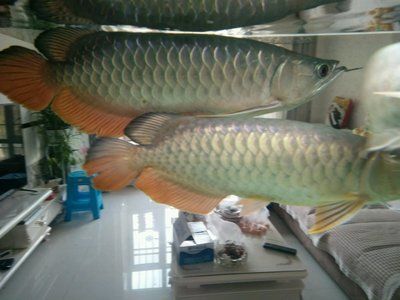 龍魚鱗片有白色疙瘩:龍魚鱗片出現白色疙瘩可能由多種因素引起龍魚常見疾病預防指南 龍魚百科 第3張 龍魚鱗片有白色疙瘩:龍魚鱗片出現白色疙瘩可能由多種因素引起龍魚常見疾病預防指南 龍魚鱗片有白色疙瘩:龍魚鱗片出現白色疙瘩可能由多種因素引起龍魚常見疾病預防指南 龍魚百科 第3張