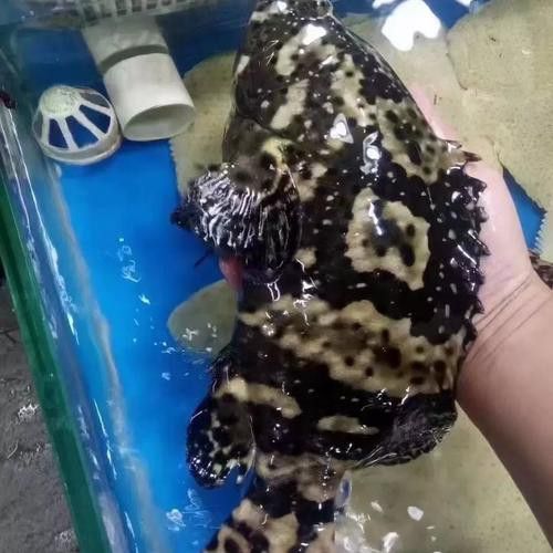 如何區分其他種類的石斑魚？