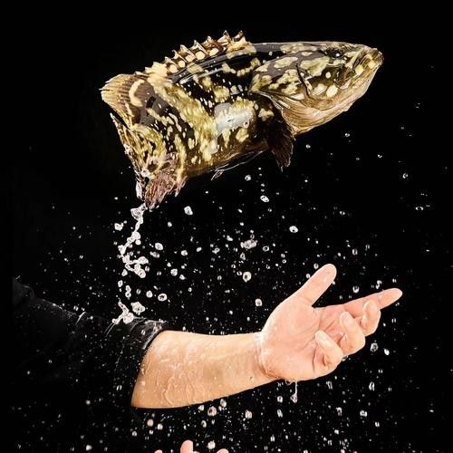 如何區分其他種類的石斑魚？