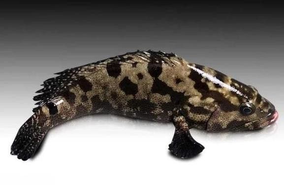 如何區分其他種類的石斑魚？