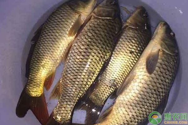 黃金龍魚養殖注意事項：養殖黃金龍魚的注意事項 黃金龍魚養殖注意事項：養殖黃金龍魚的注意事項 龍魚百科 第3張