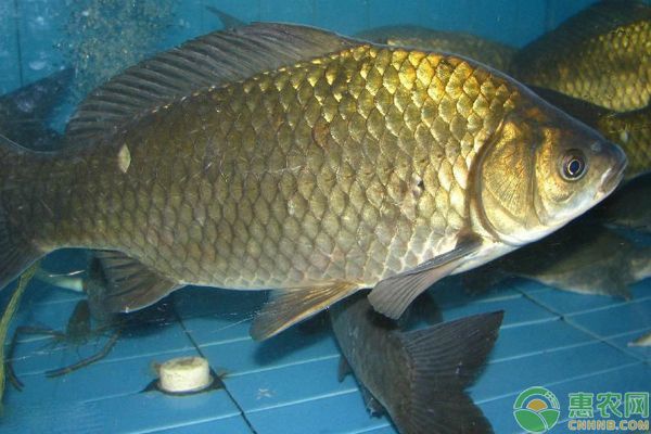 黃金龍魚養殖注意事項：養殖黃金龍魚的注意事項 黃金龍魚養殖注意事項：養殖黃金龍魚的注意事項 龍魚百科 第1張