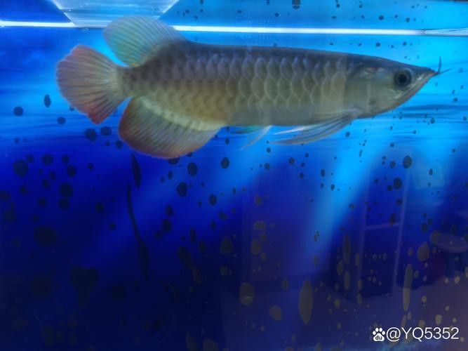 如何區分紅龍魚和號半紅龍魚？