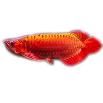 什么是戰車紅龍魚：戰車紅龍魚是一種備受觀賞魚愛好者的青睞的紅龍魚變種