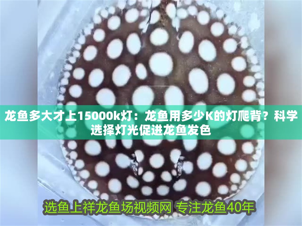 龍魚多大才上15000k燈：龍魚用多少K的燈爬背？科學選擇燈光促進龍魚發色