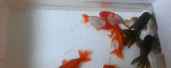 龍魚多大才上15000k燈：龍魚用多少K的燈爬背？科學選擇燈光促進龍魚發色